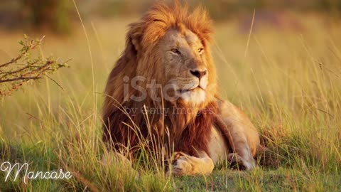 Side View Portrait Of A Male Lion beautiful