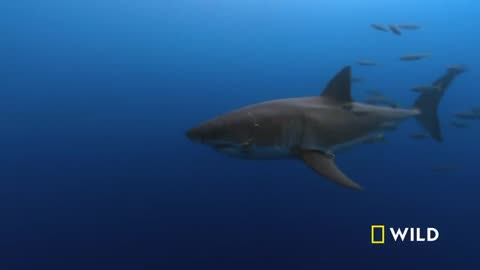 Shark Legacy: Ancestral Apex Predator - Human vs. Wildlife