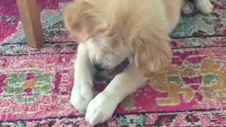 Cute pup eats ice