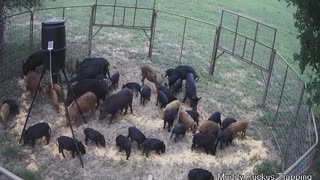 Trapping Forty Two Feral Hogs at Once