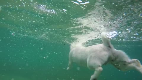 Dogs swimming pool and running