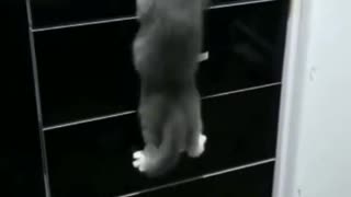 Funny and Cute Cat Videos #218