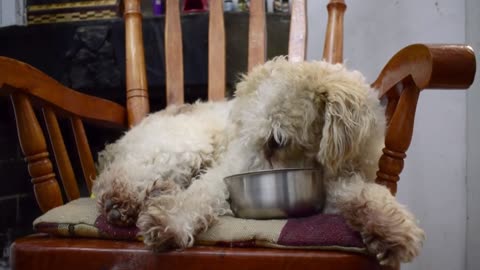 What is a Dog's Digestive pH?