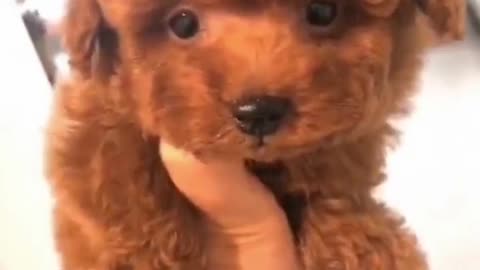 a little teddy dog