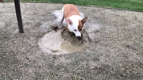 Corgi finds a mud puddle