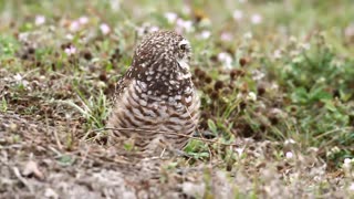 Burrowing Owl (sound up)