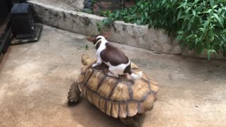 Doggo Takes Turtle for a Ride