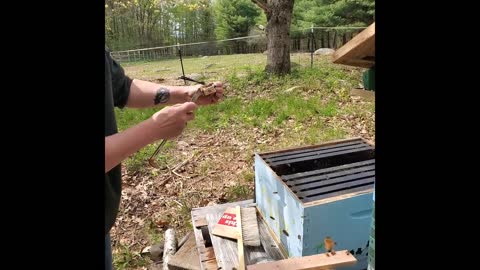 Moving thousands of bees from a little box into their new hive