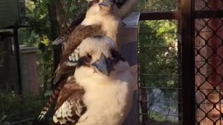 Kookaburra Close Up