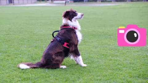 Most beautiful dog in the grassy ground