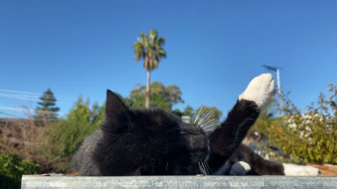 Black cat super cute affectionate sweet and beautiful