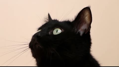 cat head game black eyes closeup