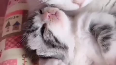 Beautiful babys cat and mom goodnit video