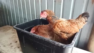 Chicken sitting on eggs and another chicken wants to lay an egg
