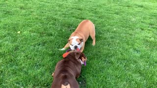 Bulldog Tug of War