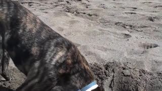 Black dog digging hole at the beach