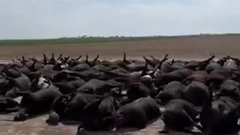 Apparently this is video of the 10000 cattle that died in SW Kansas.