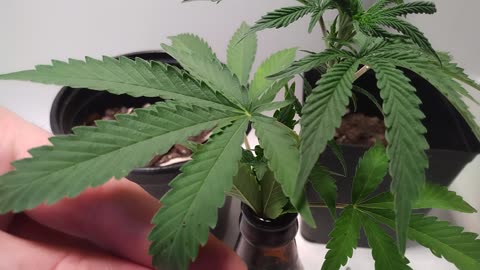 Beer Bottles for Clones?!