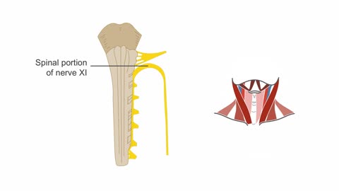 Clinical Neurology Essentials 10.Testing cranial nerves XI and XII