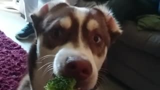 Brown dog is being given broccoli and not eating it