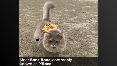 Meet Bone Bone, The World’s Most Fluffy Cat From Thailand