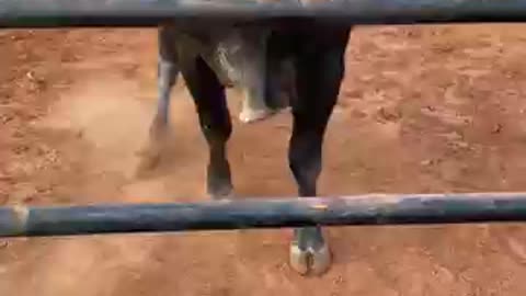 angry bull headbutting the fence