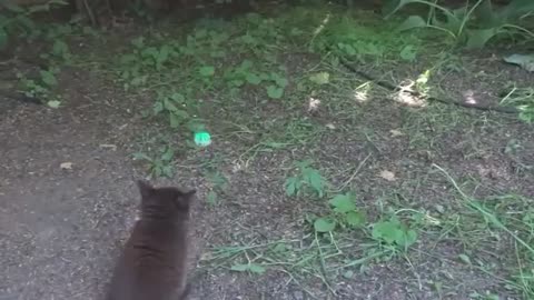 Kittens love to play outdoors