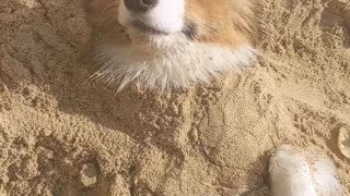 Doggo Living its Best Life on the Beach