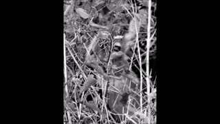 CAN YOU FIND THE HIDDEN DEER IN 30 SECONDS?