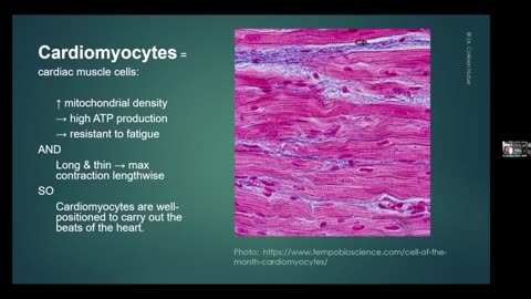 1-Cardiomyocytes