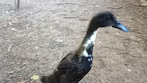 Sticky, the Indian Runner Duckling