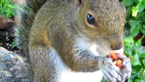 beautiful cute squirrel eats at the garden