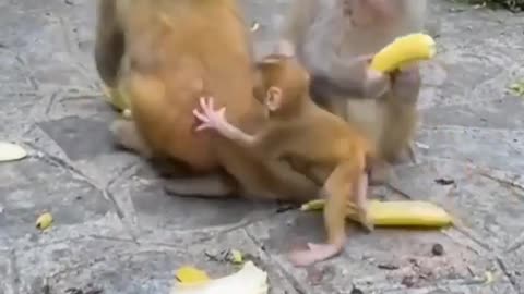 monkey eating banana like a man