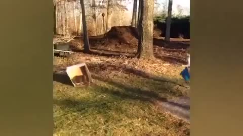 Notorious dog gets head stuck in a box and crashes into a car.