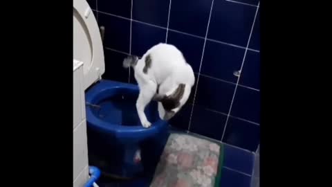 Cat using tailet training funny videos don't miss