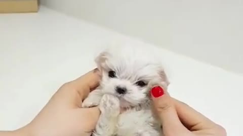 mini maltese videos cute puppy Teacup puppies KimsKennelUS