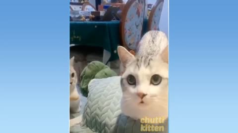 Funniest Cats And Dogs Video 034
