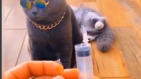 Funny cat video