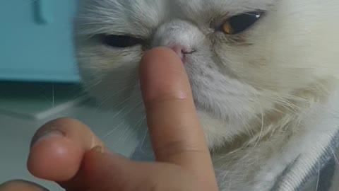 a finger-loving cat