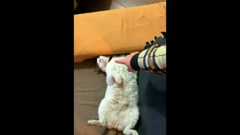 lazy funny cat