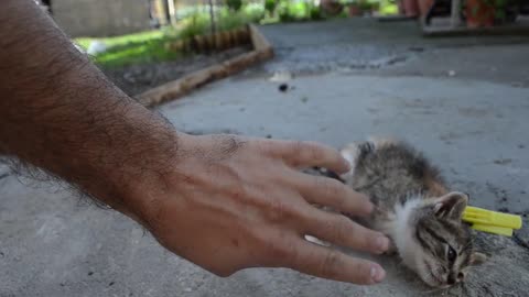 How to pick up a cat like a pro - Vet advice on cat handling.