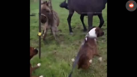 donkey Laughs at Dog Getting Shocked By Electric Fence