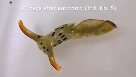 Watch Sea Slug cut its own head and grow a new body