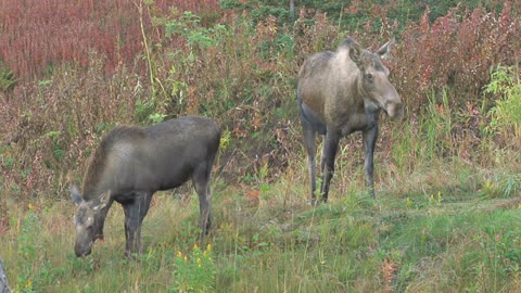 Two Moose Browsing in Autumn