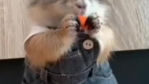 Cute squirrel eating. Animal ❤