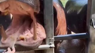 Happy hippo