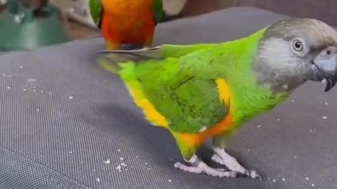 Flippy birb 🦜