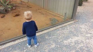 2017-09-14 Meerkats at Monarto Zoo