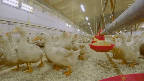 Ducks eat feed at poultry farm