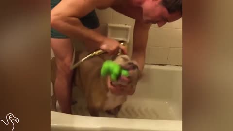 Man Gives His Pit Bull A Bath
